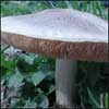 Image:Mushroom.jpg